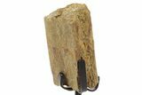 Fossil Triceratops Rib Section w/ Metal Stand - South Dakota #378566-2
